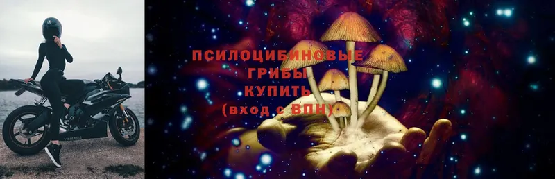 Псилоцибиновые грибы Cubensis  сколько стоит  Слюдянка 